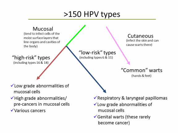 HPV_Types.webp